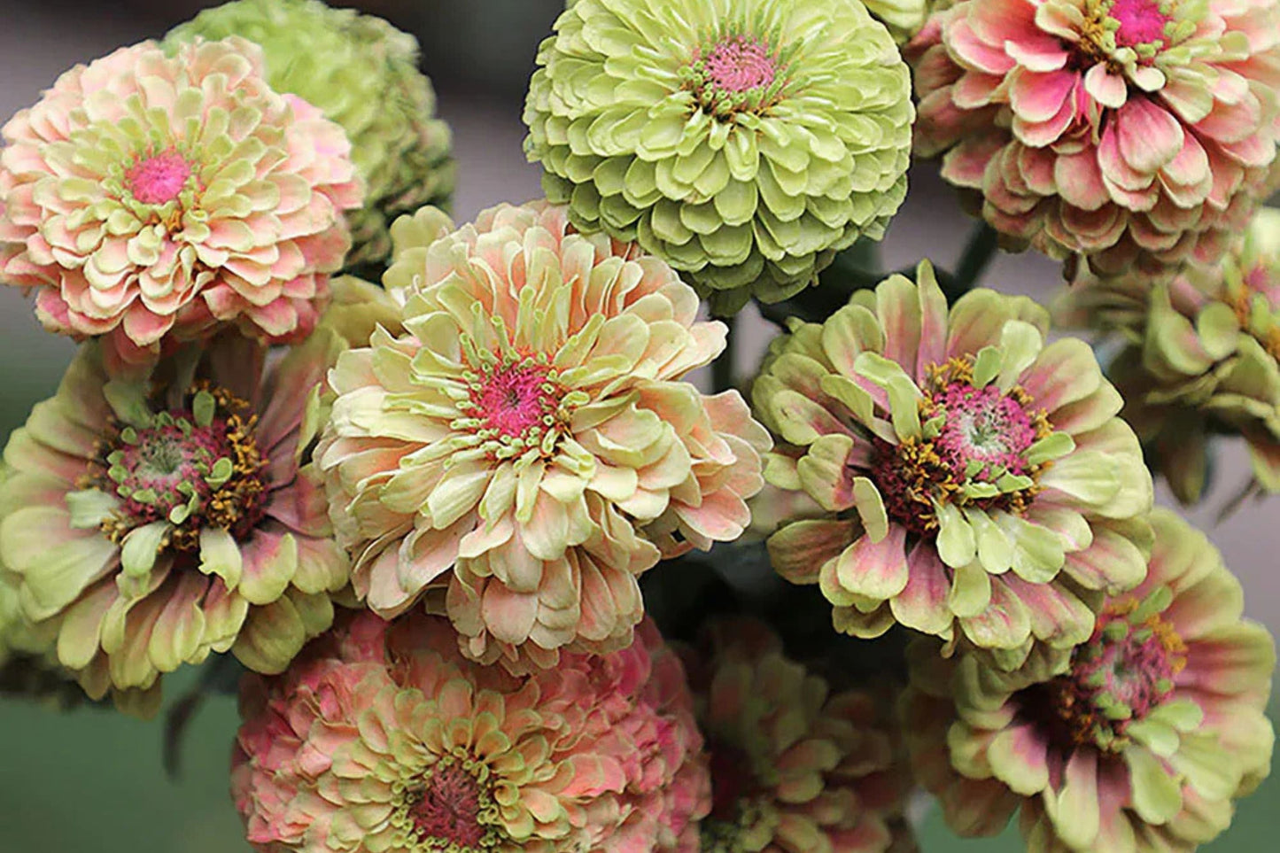 100+ Queen Lime Blush Zinnia Seeds – Vibrant Garden Flowers, Zinnia elegans, Full Sun, Butterfly Attracting, USA Grown