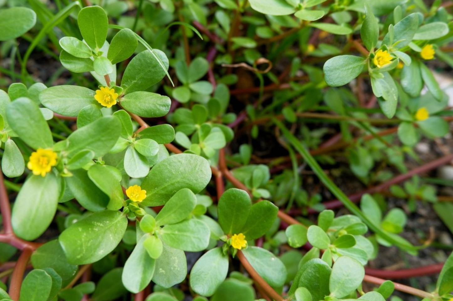 Golden Purslane Seeds - 250 PCS - Portulaca oleracea - Nutritious Annual Herb for Salads & Cooking