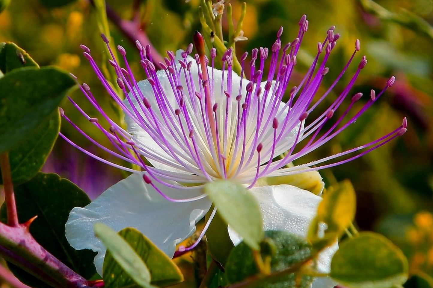 Caper Bush Seeds 20 PCS - Capparis Spinosa Perennial Plant for Edible Berries and Condiments