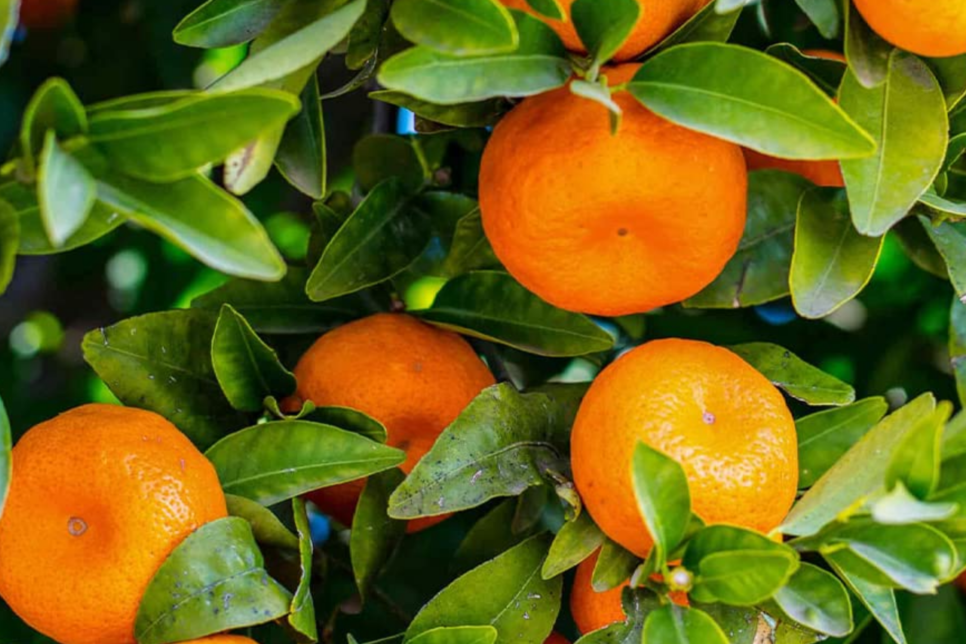 Citrus Orange Seeds 20 Pack | Sweet Fruit Seeds for DIY Gardening | Citrus sinensis | Perennial Outdoor Plant