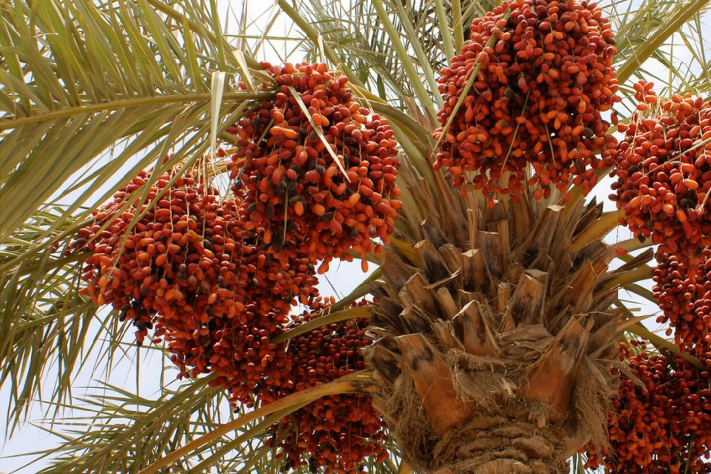 Date Palm Seeds - Organic Phoenix Dactylifera for Outdoor Gardening - 10 Seeds for DIY Home Garden
