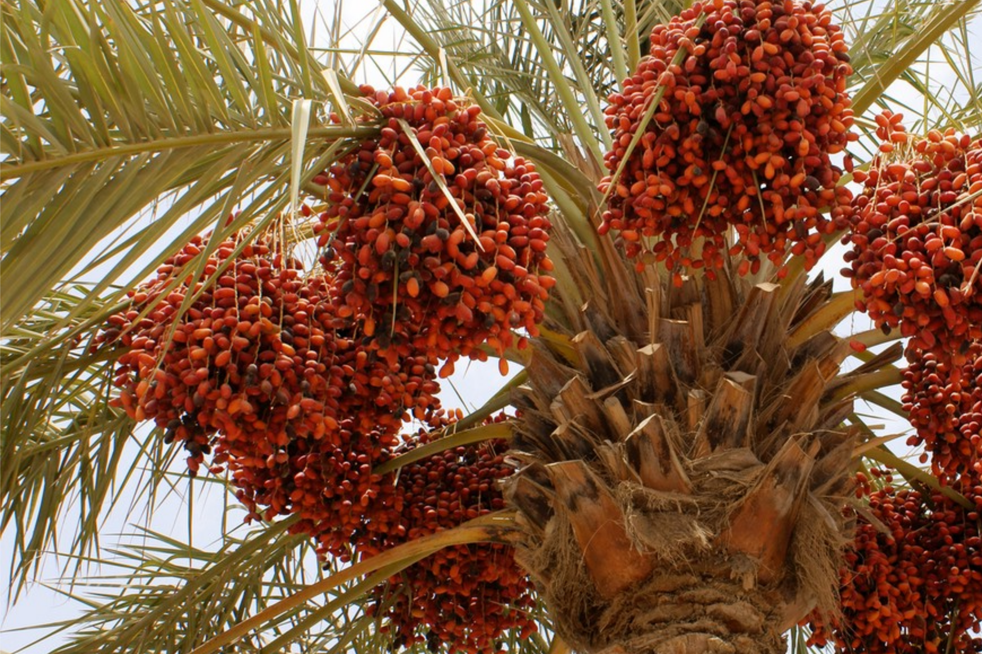 Date Palm Seeds - Organic Phoenix Dactylifera for Outdoor Gardening - 10 Seeds for DIY Home Garden