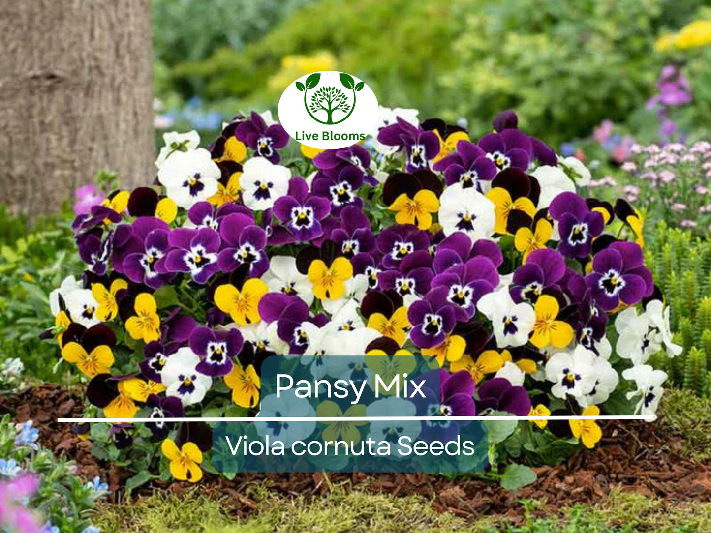 200 Heirloom Pansy Mix Seeds - Non-GMO Edible Viola Flowers, Pollinator-Friendly Groundcover