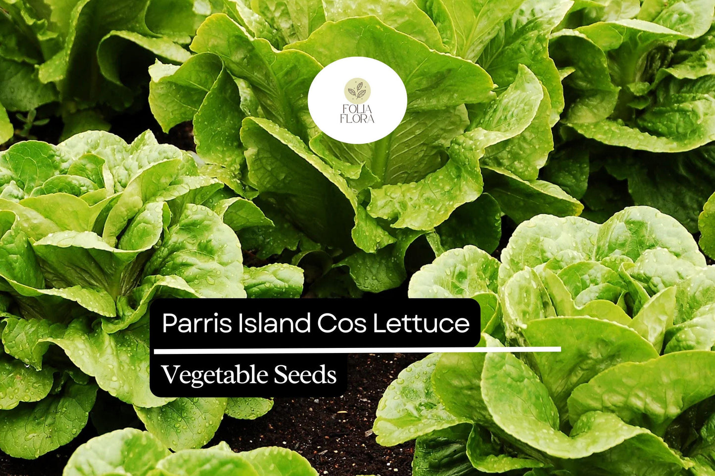 1000 Parris Island Cos Lettuce Seeds – Heirloom Romaine, Crisp & Sweet, Heat-Tolerant, Easy to Grow
