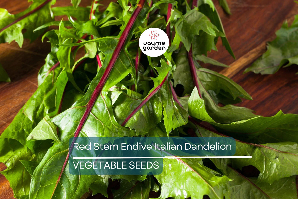 500 Red Stem Endive Italian Dandelion Seeds, Non-GMO Heirloom Chicory, Cold Tolerant, Vibrant Salad Greens, Cichorium endivia