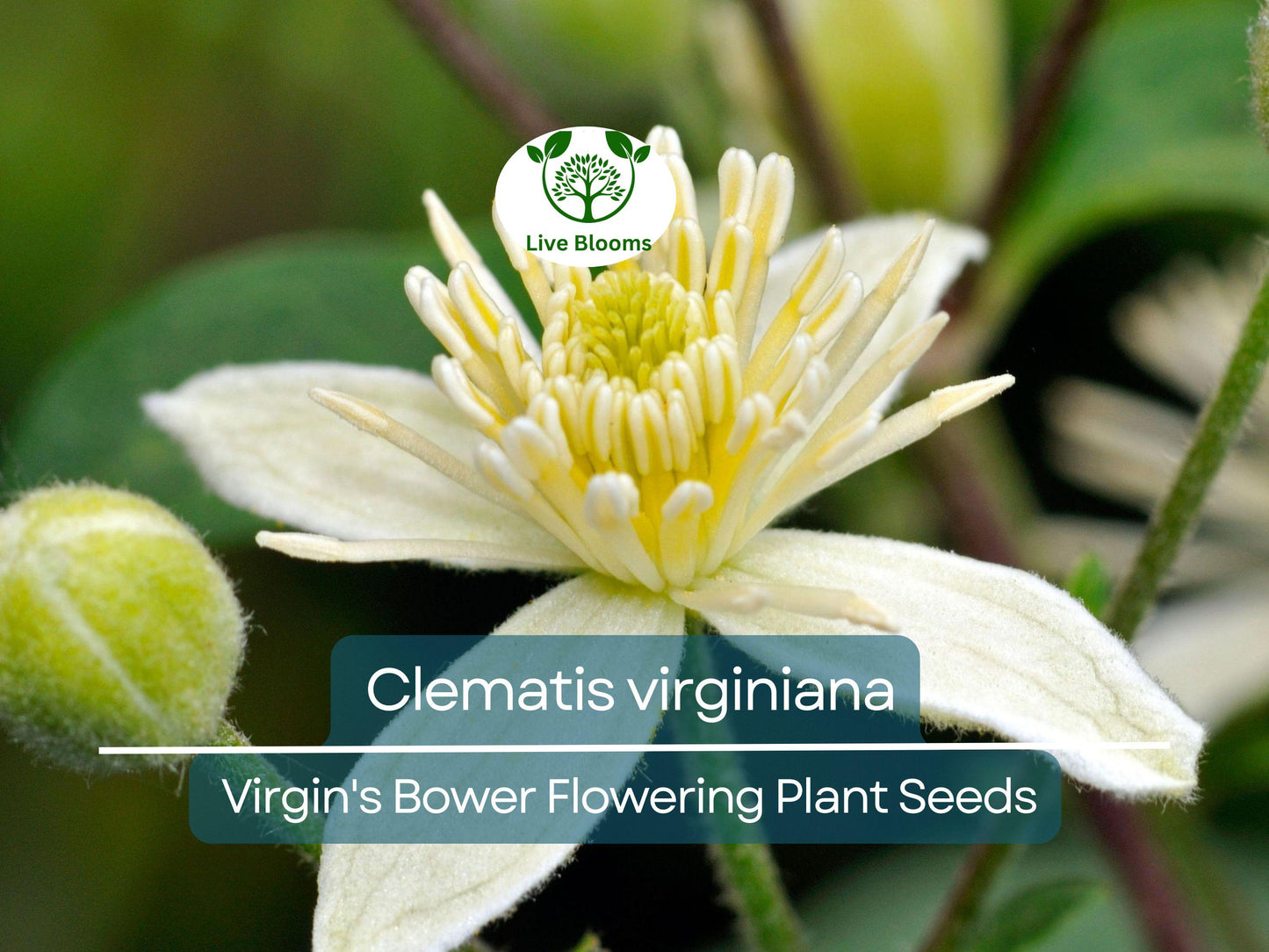 100 mg Clematis Virginiana Seeds – Native Virgin's Bower Flowering Climber for Garden Trellises & Pollinators