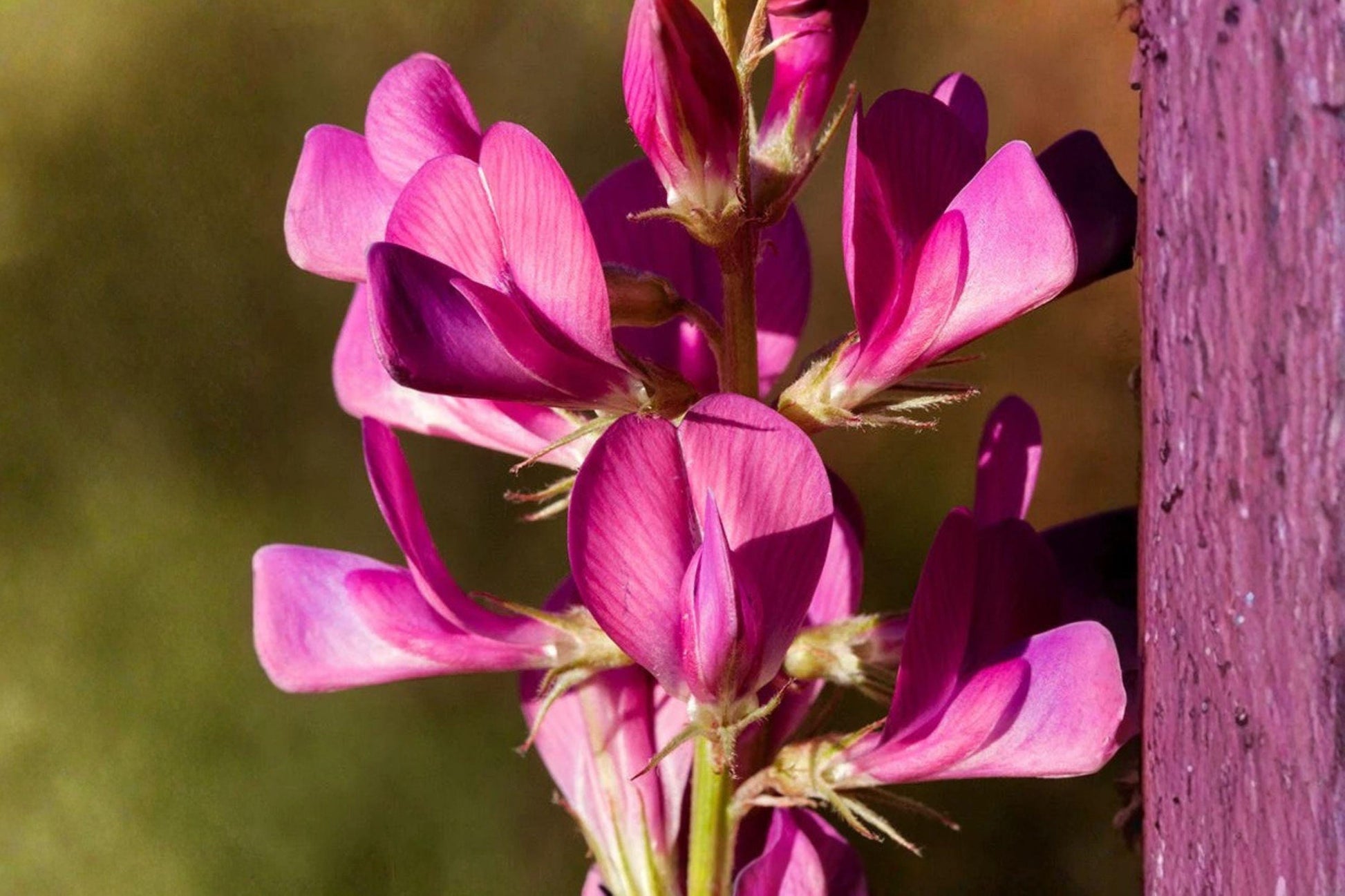 25 Seeds Hedysarum boreale Utah Sweetvetch Drought-Tolerant Native Wildflower for Pollinators