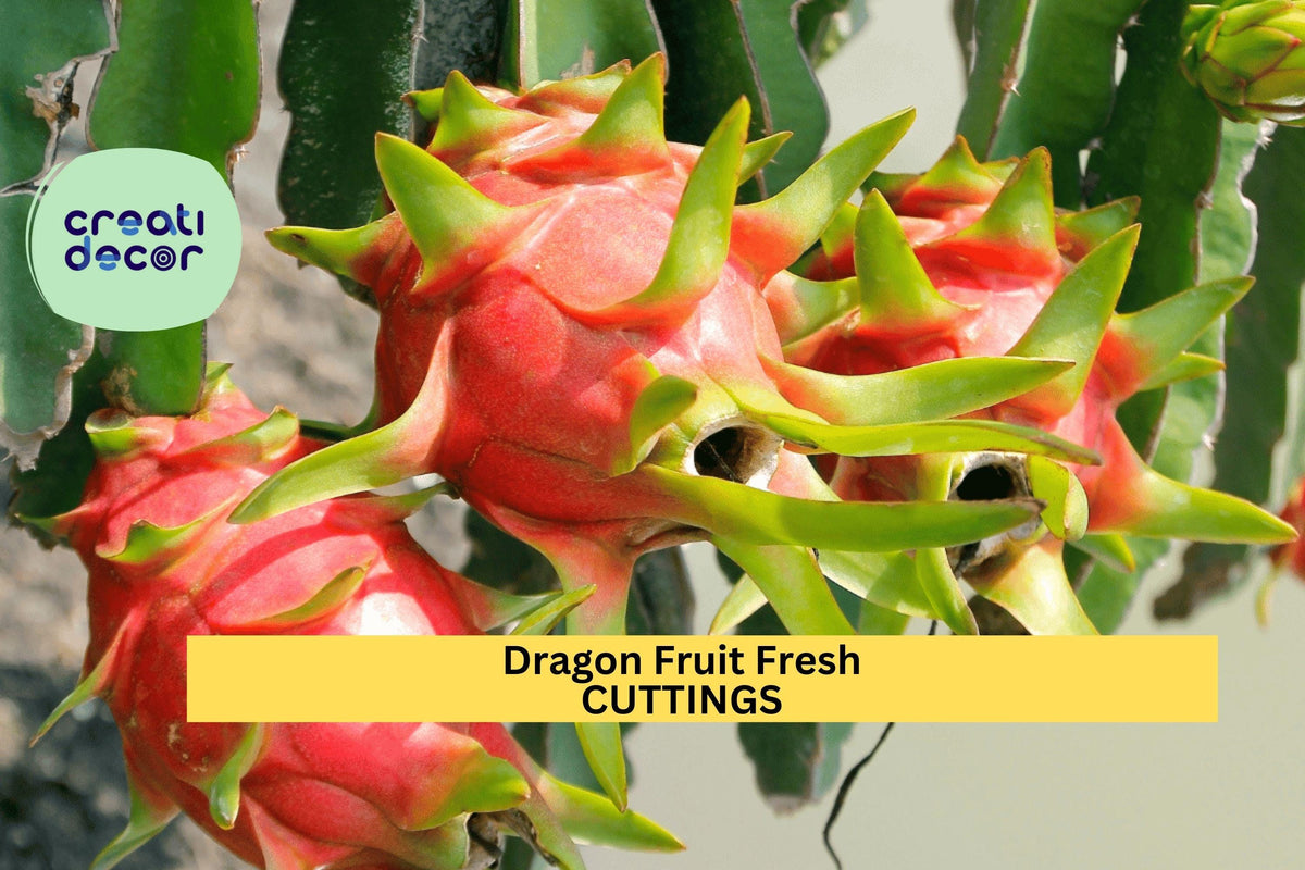 5 Park Dragon Fruit Cuttings | Self-Pollinating Hylocereus Cactus Vines | 8-10 Inch Unrooted Tropical Starters