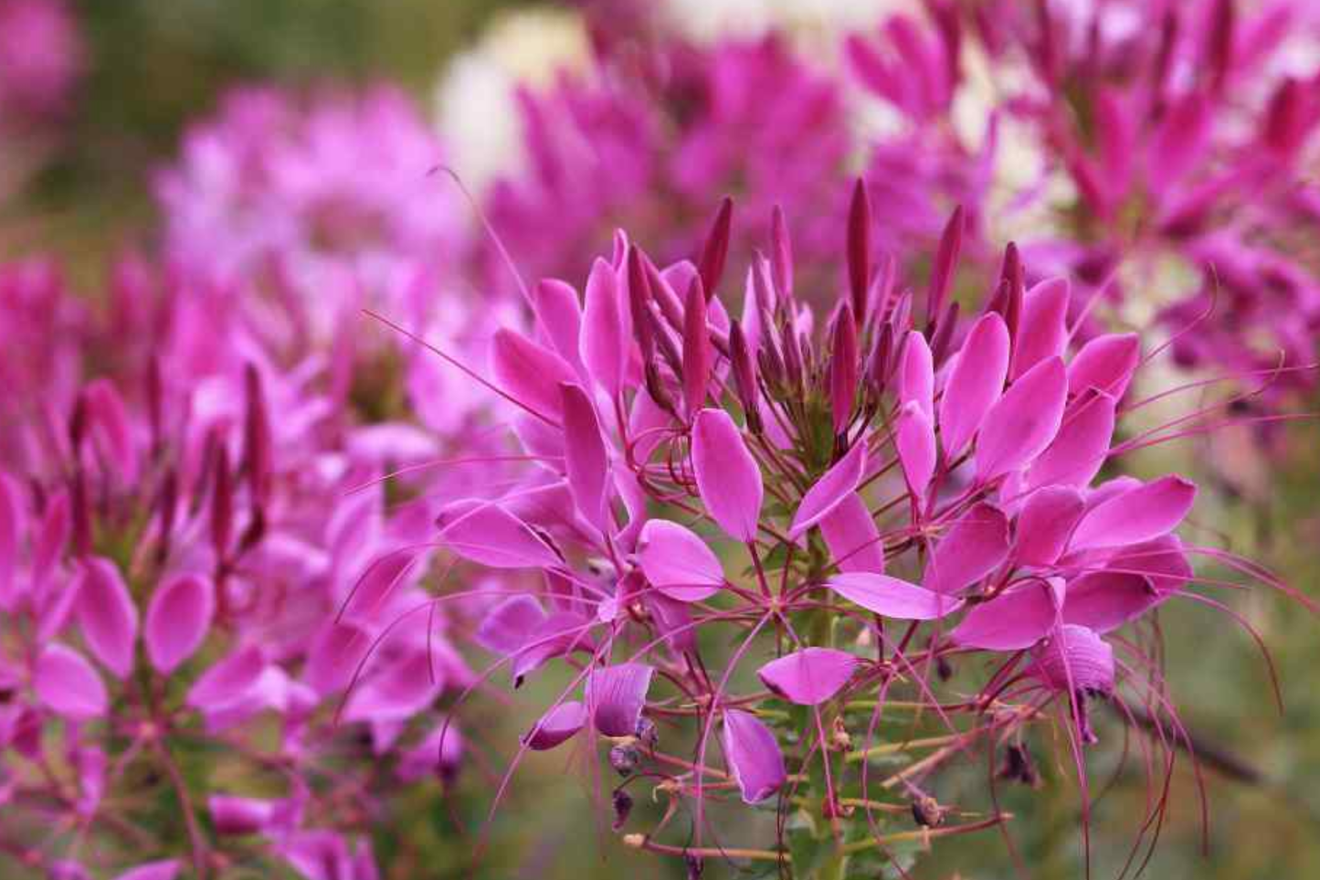 Cleome Hassleriana Seeds - Queen Mix 50 Pack - Pink, Purple, Rose, White - Annual Garden Flowers
