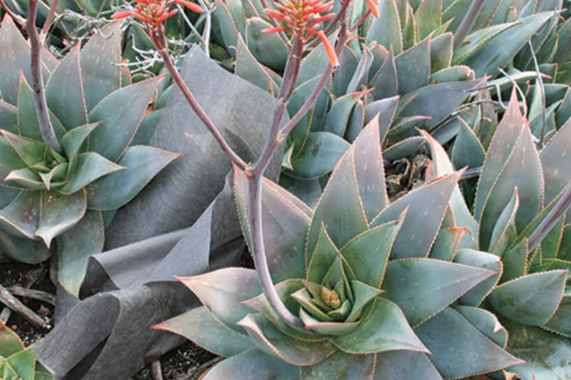 Aloe Striata Seeds - 15 Pack, Succulent Plant Seeds for Home Gardening, Rosette-Forming Aloe, Drought-Resistant, Indoor & Outdoor
