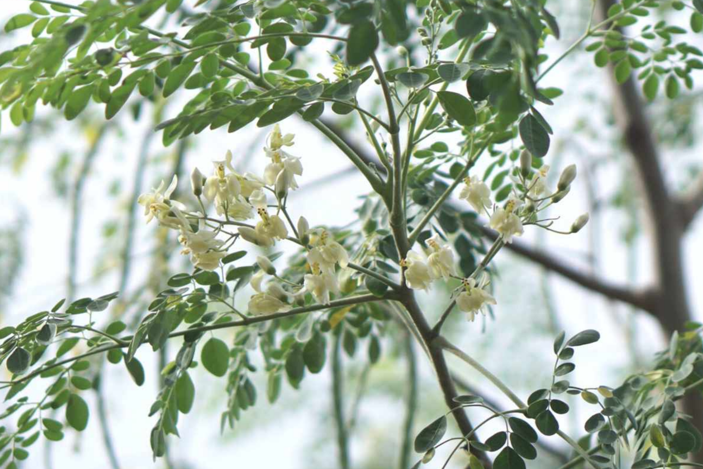 Moringa Tree Seeds - 10 Seeds, Drumstick Tree, Tree of Life, Nutrient-Rich Superfood Seeds, Moringa Oleifera
