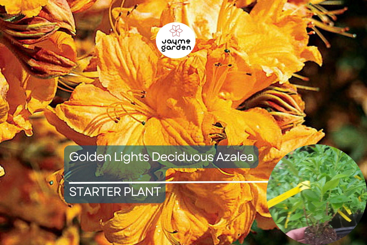 Golden Lights Azalea Starter Plant | Hardy Yellow Rhododendron | Compact Deciduous Azalea | Rhododendron 'Golden Lights'