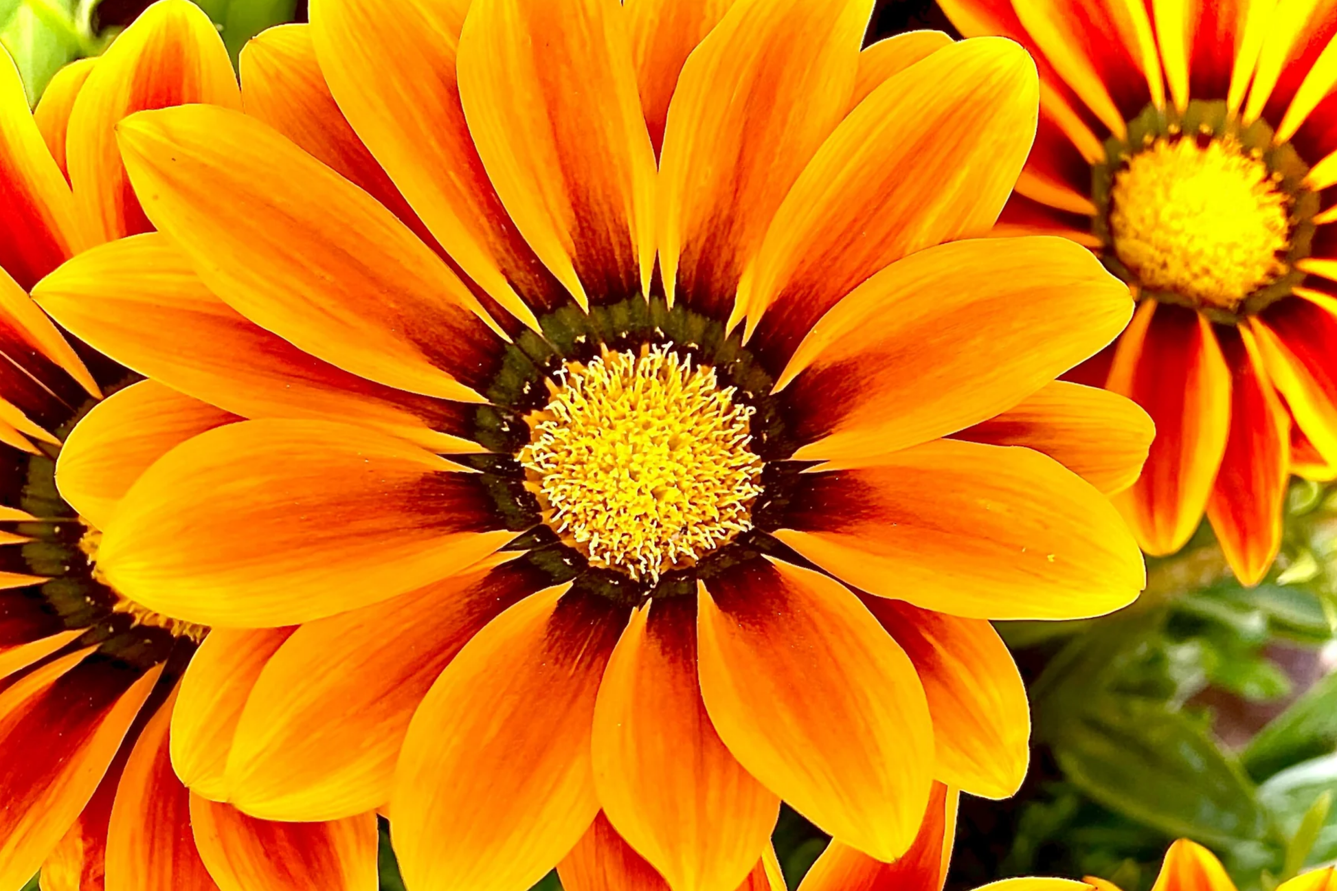 Gazania Seeds 25 Pack Kiss Orange Flame Gazania rigens Annual Flowering Plant with Orange and Red Striped Blooms