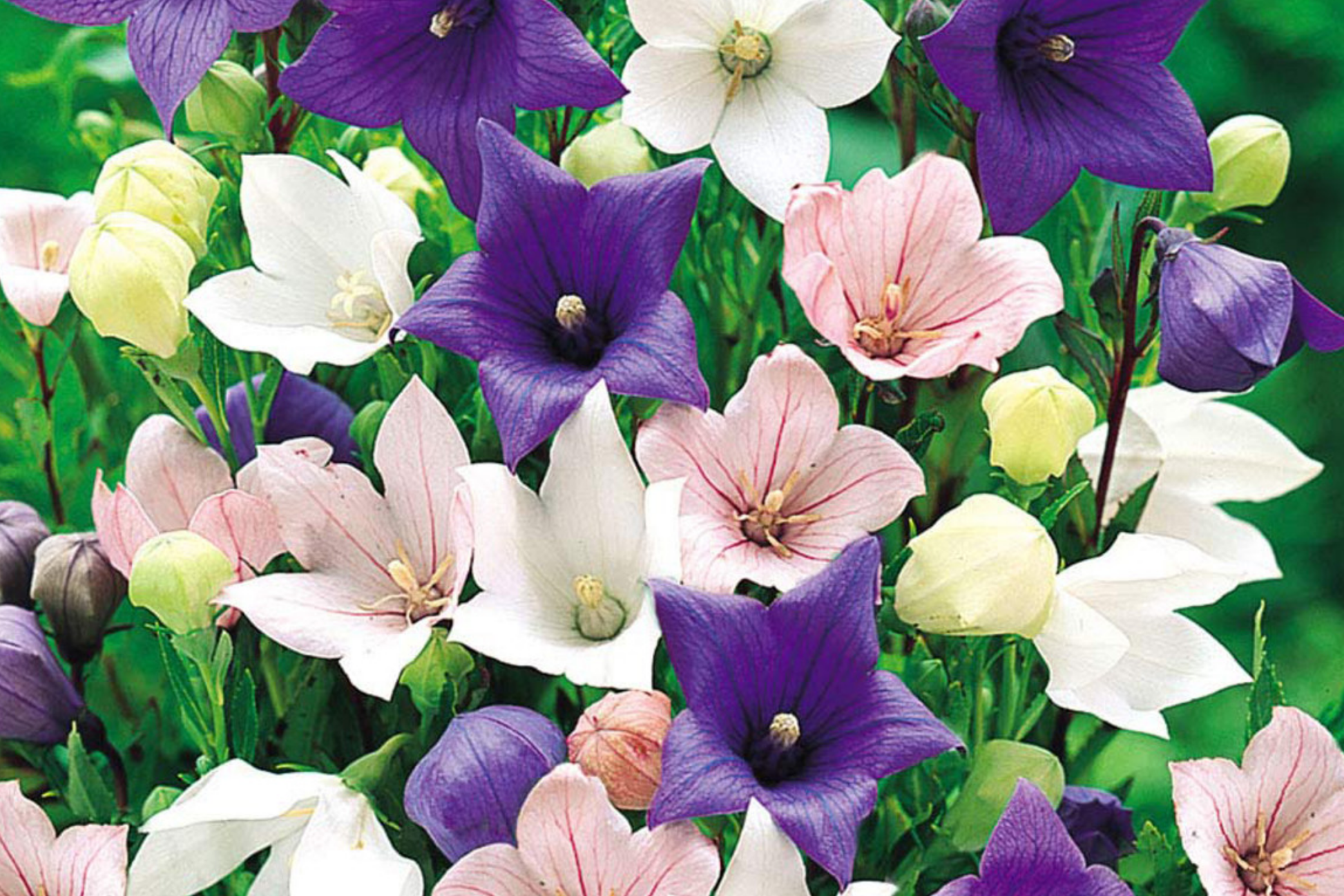 Platycodon Double Balloon Flower Seeds, 40 PCS, Mixed Colors, Perennial, Garden Flower, Platycodon grandiflorus