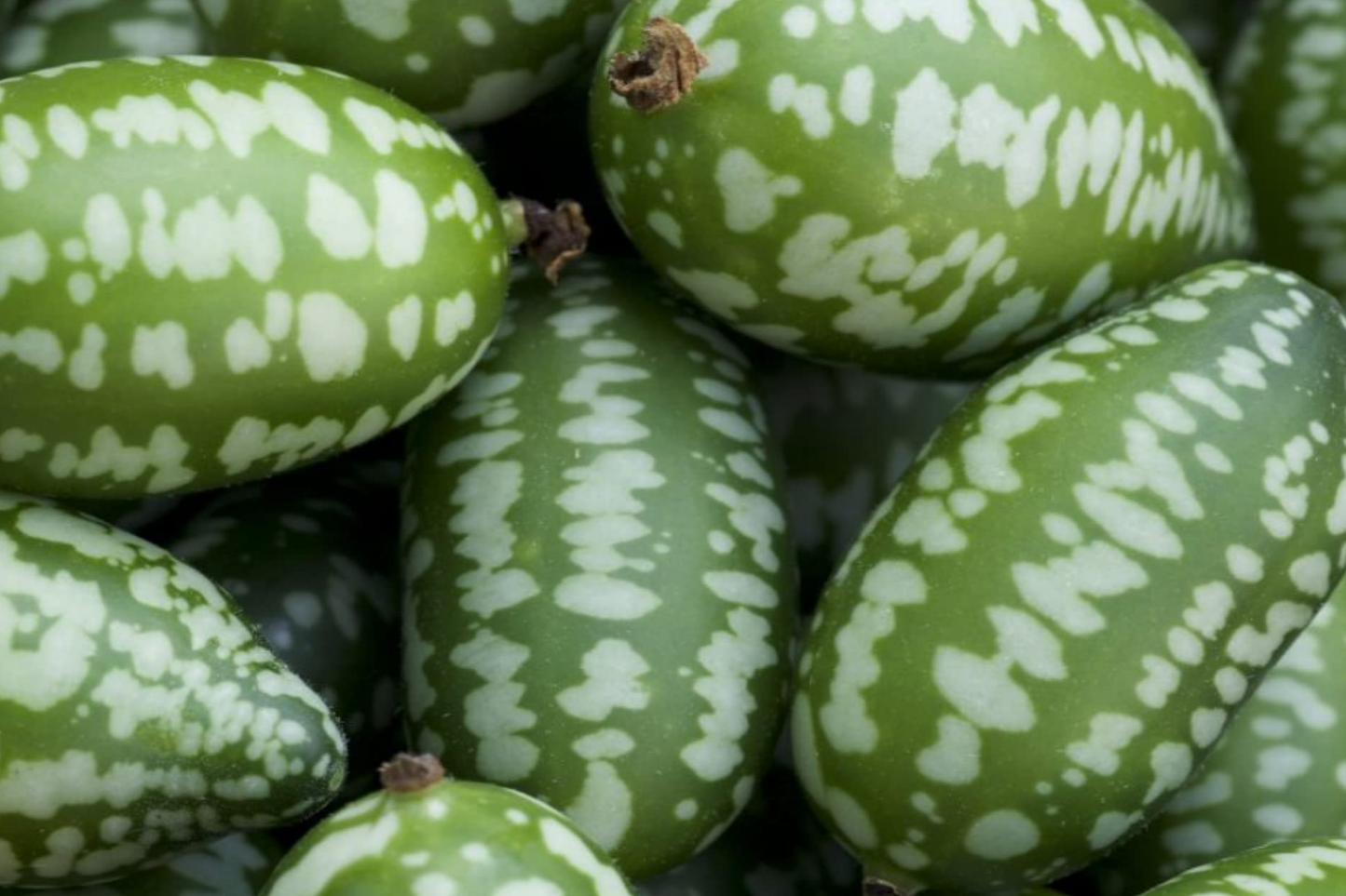 Mexican Sour Gherkin Seeds - 25 Pack, Melothria scabra, Trellis-Friendly Tiny Watermelon Fruit, Pickled Flavor, Unique Cucumber Seeds