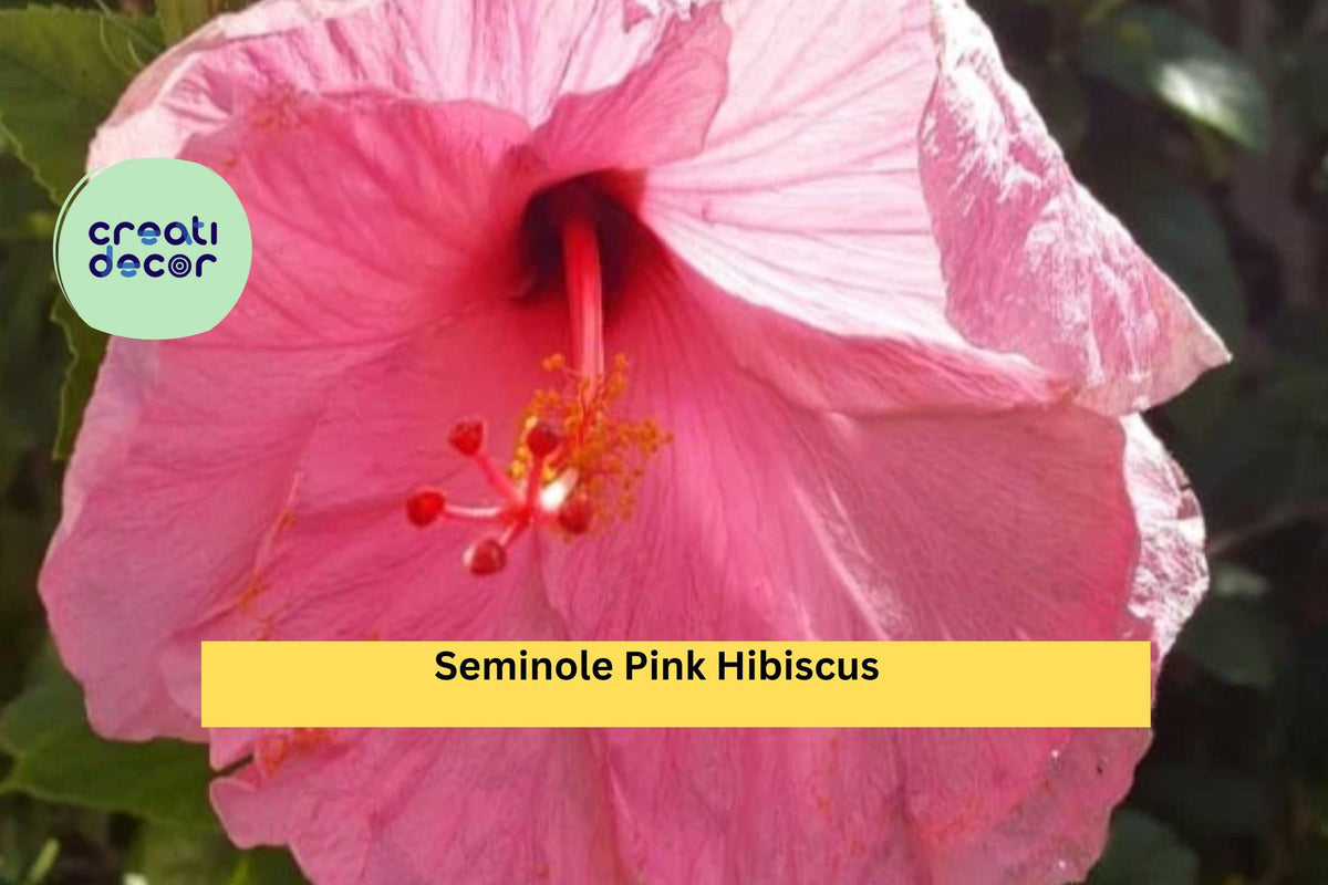 Seminole Pink Hibiscus Live Plant - 5" Tropical Flowering Shrub - Hibiscus rosa-sinensis - Vibrant Pink Blooms for Garden or Patio