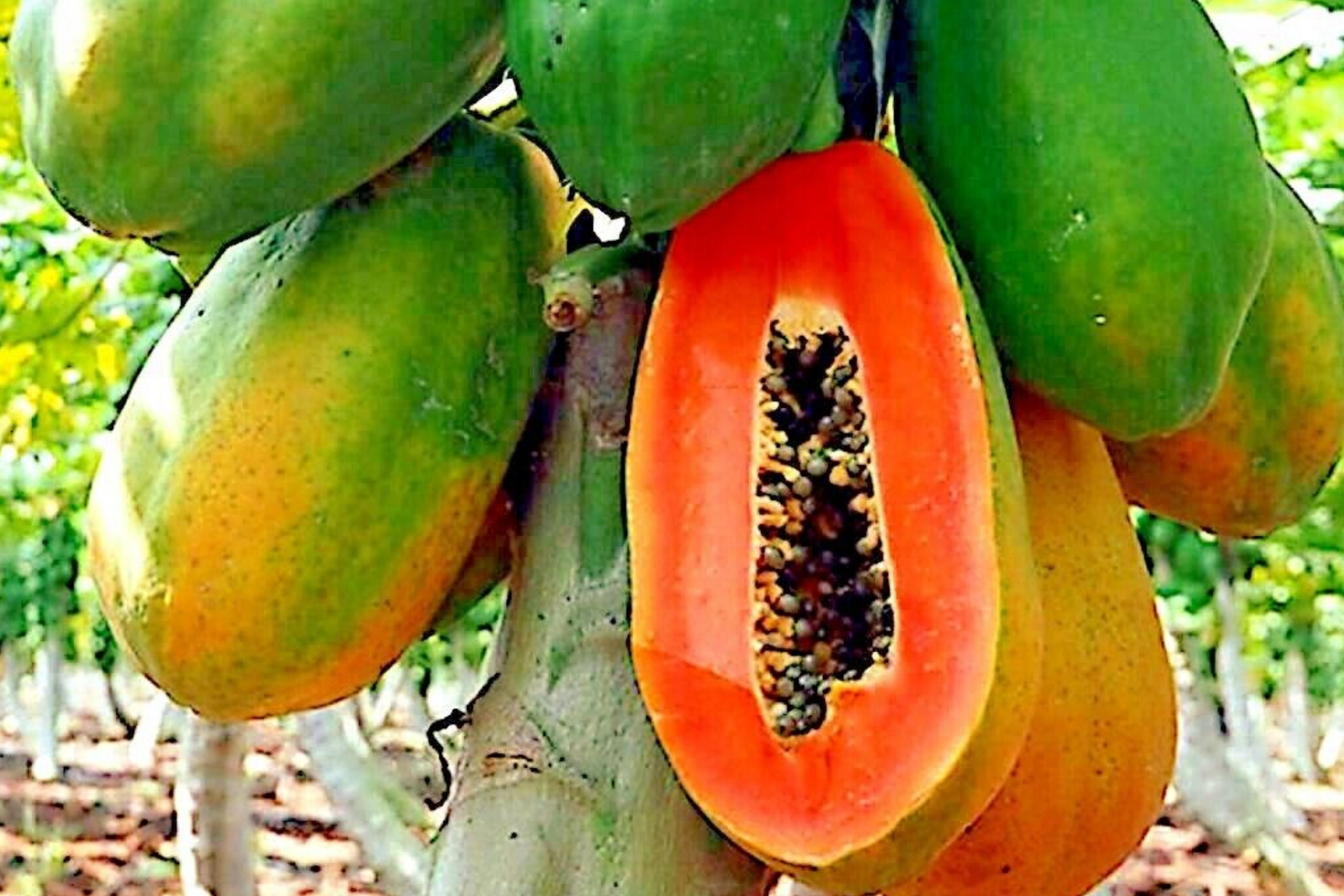 Dwarf Papaya Seeds - 30 PCS Carica L. Fruit Tree for Outdoor Gardening, Subtropical Climate