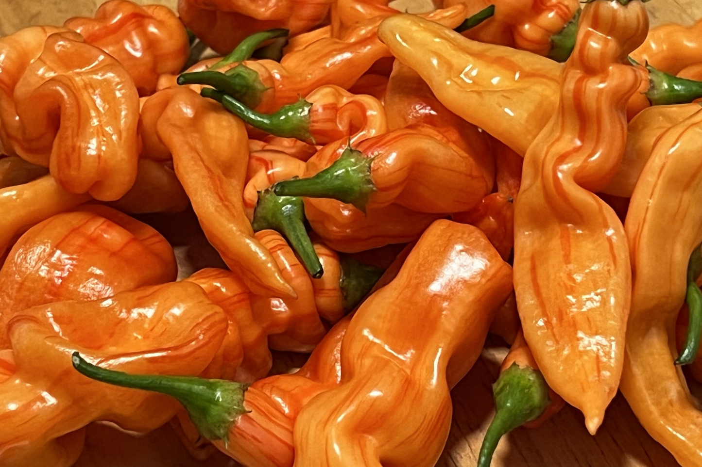 Sugar Rush Peach Pepper Starter Plants - Sweet & Spicy High Yield Chili - Capsicum baccatum for Garden & Containers