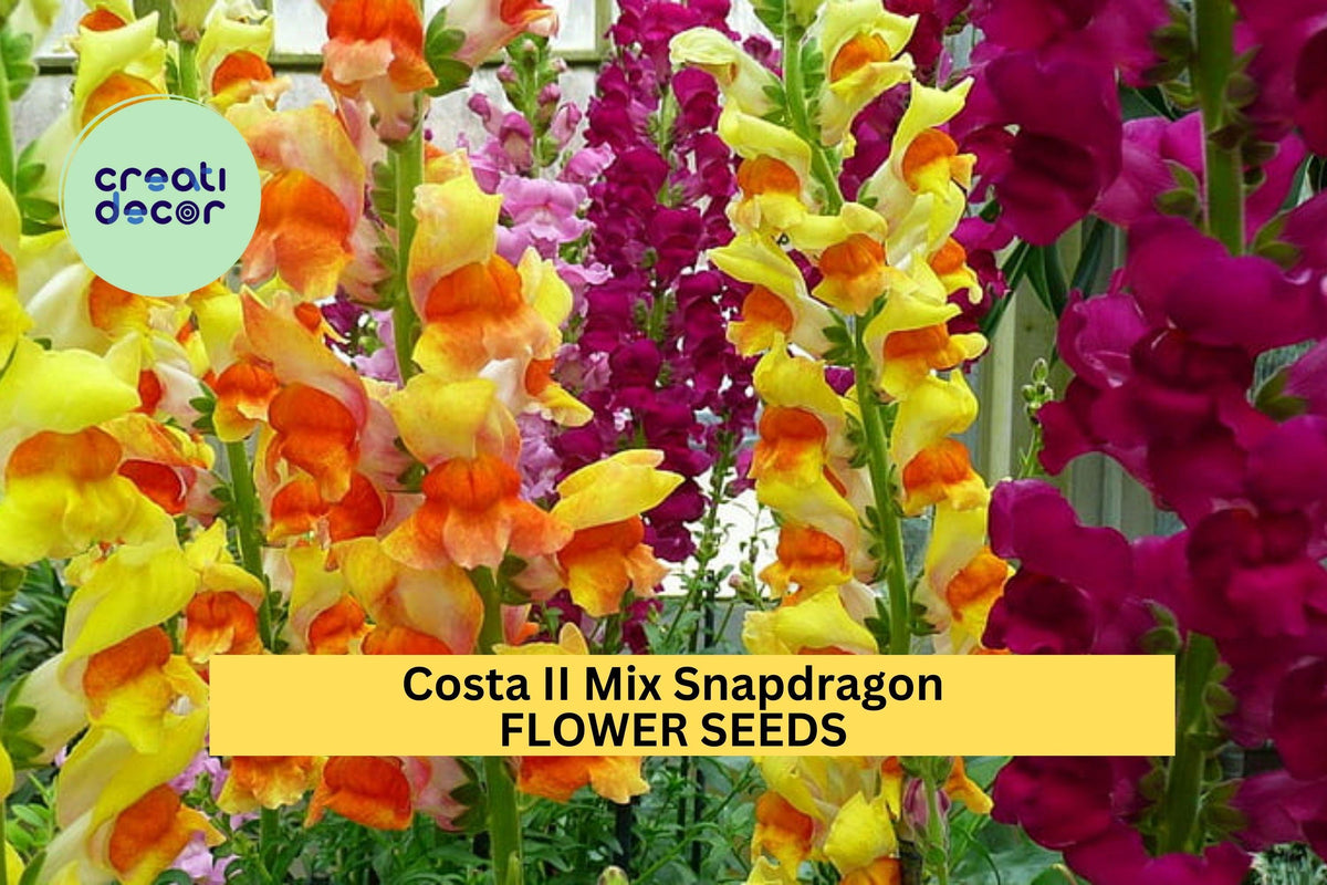 1000+ Costa II Mix Snapdragon Seeds – Tall Colorful Spikes for Gardens & Cut Flowers