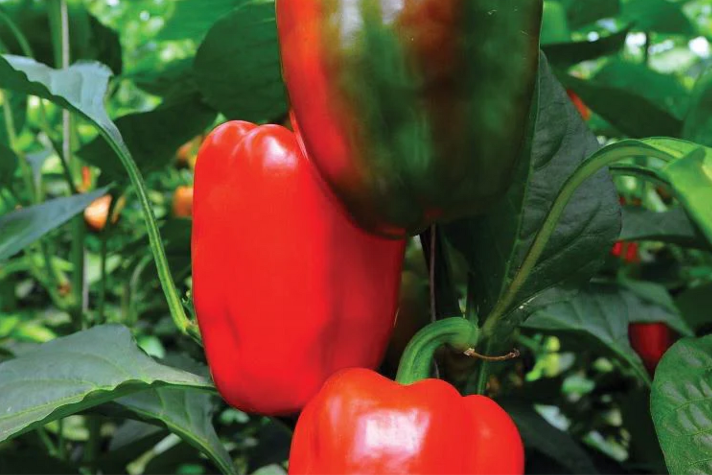 California Wonder Bell Pepper Starter Plants - Sweet & Crisp, High Yield, Edible, Capsicum annuum