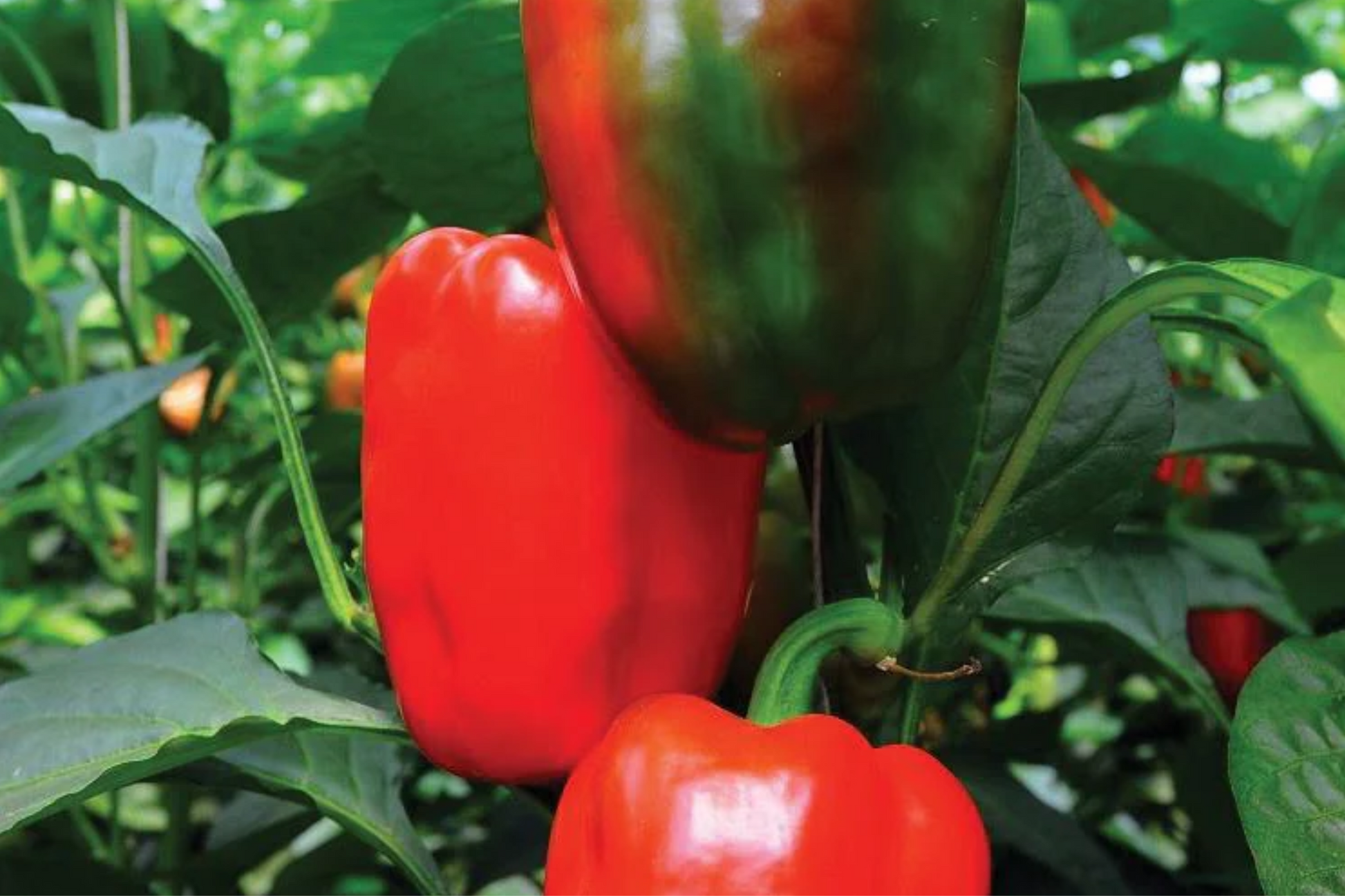 California Wonder Bell Pepper Starter Plants - Sweet & Crisp, High Yield, Edible, Capsicum annuum