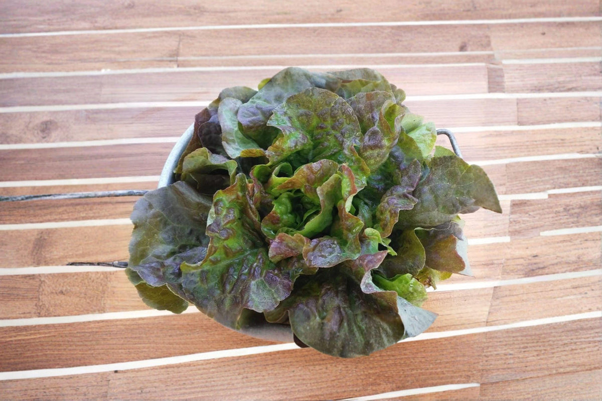 Bronze Mignonette Lettuce Seeds 700 Count | French Heirloom Butterhead | Lactuca sativa | Bronze-Red Leaves, Sweet Flavor