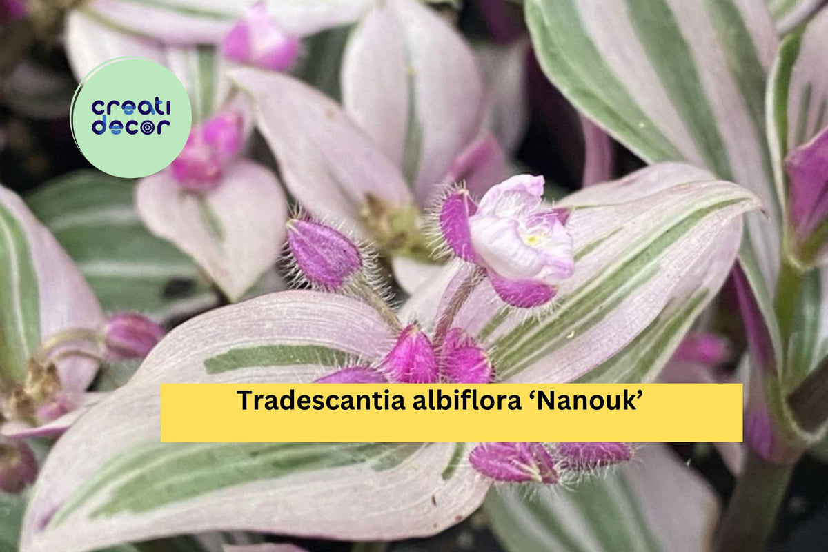 Tradescantia Nanouk Live Houseplant - 2 Rooted Cuttings with Pink Green Variegated Foliage for Indoor Pots & Hanging Baskets