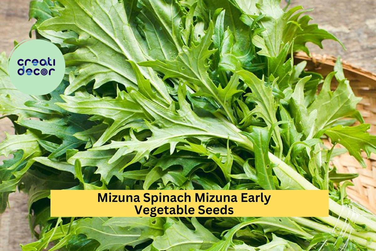 Mizuna Spinach Seeds 500mg - Early Variety, Fast-Growing Brassica rapa var. nipposinica, Ideal for Salads & Stir-Fry, 3 Pack