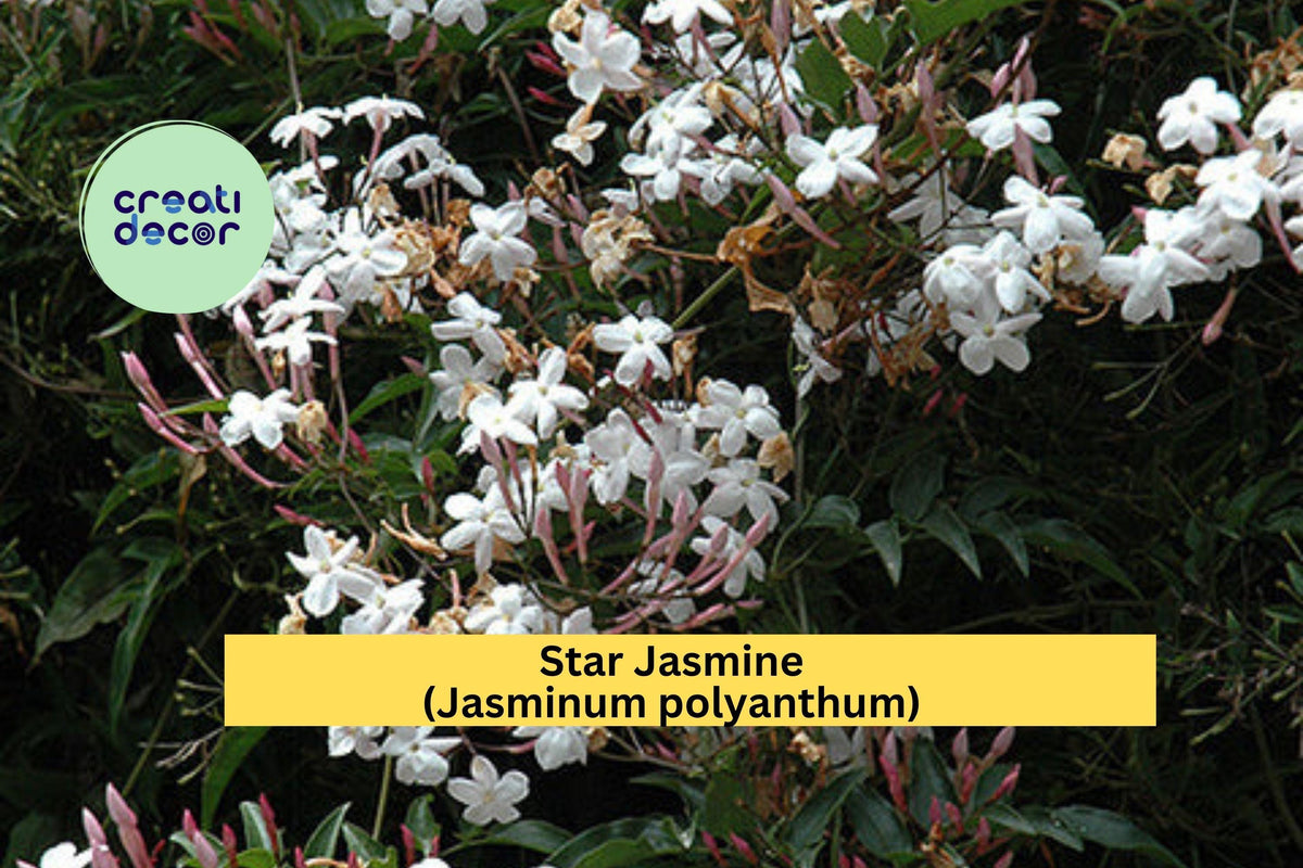 Star Jasmine Live Plant - Well-Rooted Starter Vine - Fragrant Evergreen Climber - Jasminum polyanthum - White Blooms