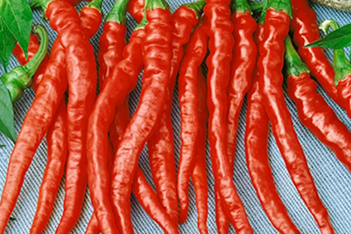 Red Dragon Cayenne Pepper Starter Plants – Spicy High-Yield Chili for Hot Sauce & Cooking – Capsicum annuum