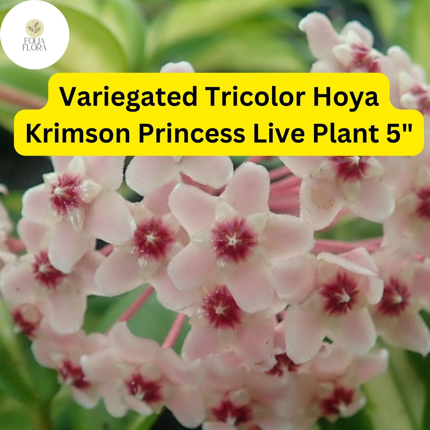 Hoya Carnosa ‘Krimson Princess’ – Variegated Tricolor Wax Plant in 4” Pot, Easy-Care Indoor Vine