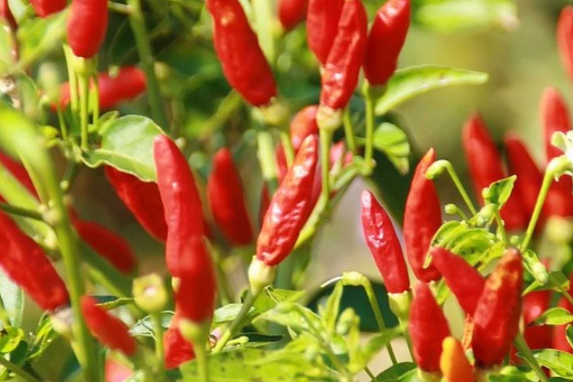 Tabasco Pepper Starter Plants - Spicy Tangy Chili - High Yield Capsicum frutescens for Hot Sauce & Cooking