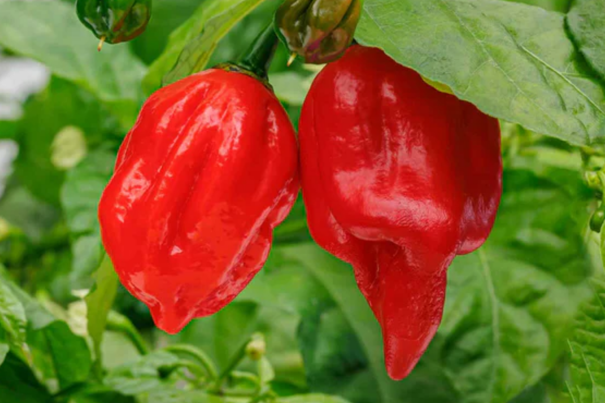 3 Starter Plants 7 Pot Red Pepper Capsicum chinense Super Hot Chili for Spicy Recipes & Container Growing