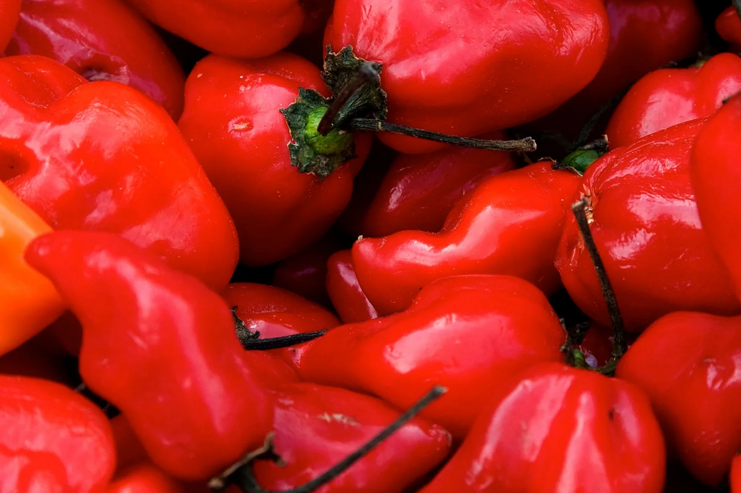 3 Caribbean Red Habanero Starter Plants - Super Hot Chili Pepper - High Yield Capsicum chinense for Spicy Recipes & Gardens