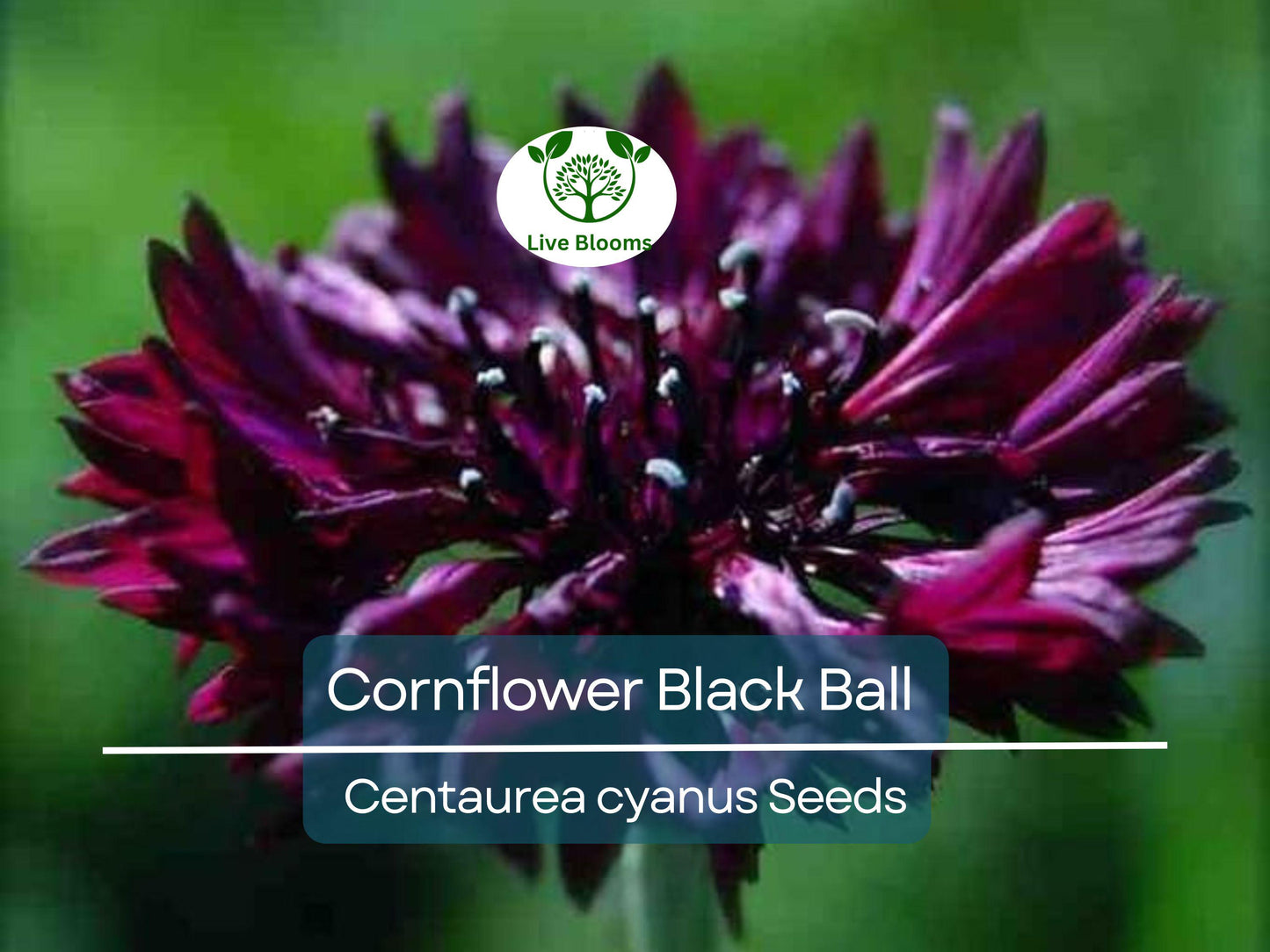400 Cornflower Black Ball Seeds - Non-GMO Purple Bachelor Button Flowers, USA Grown