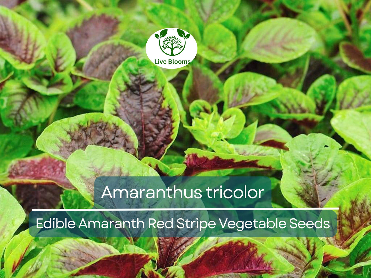 500 Edible Amaranth Red Stripe Leaf Seeds - Amaranthus tricolor Red Beauty Tricolor for Nutritious Gardens