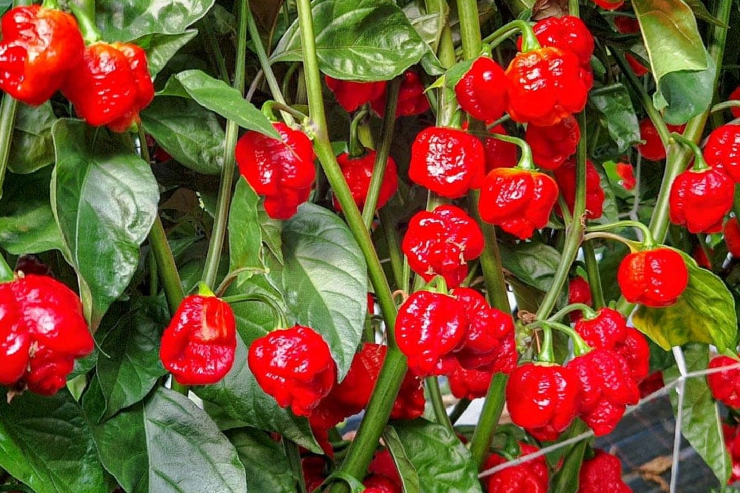 3 Trinidad Moruga Scorpion Pepper Starter Plants - Super Hot Chili, Fiery Red Pods, Edible, Capsicum chinense