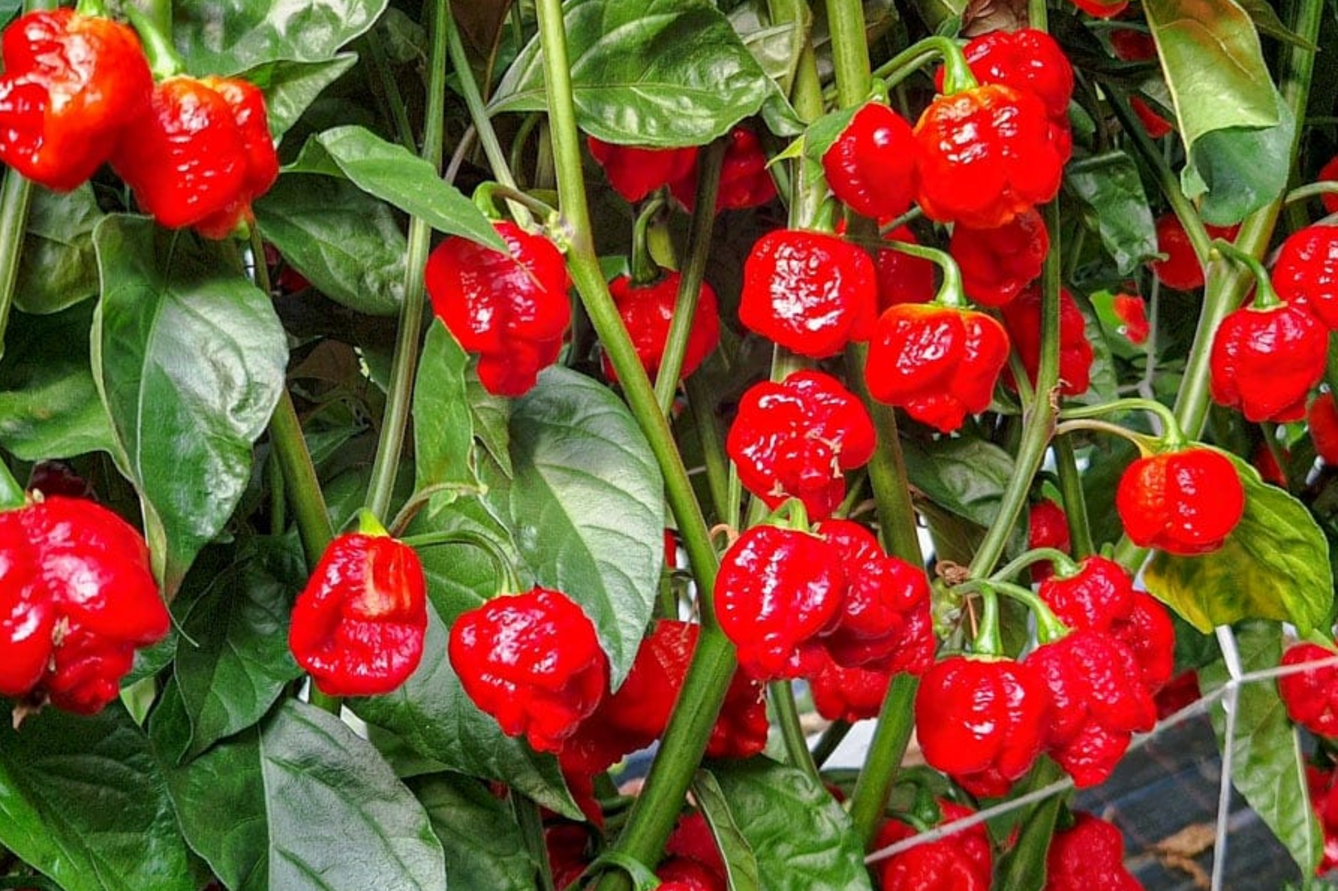 3 Trinidad Moruga Scorpion Pepper Starter Plants - Super Hot Chili, Fiery Red Pods, Edible, Capsicum chinense