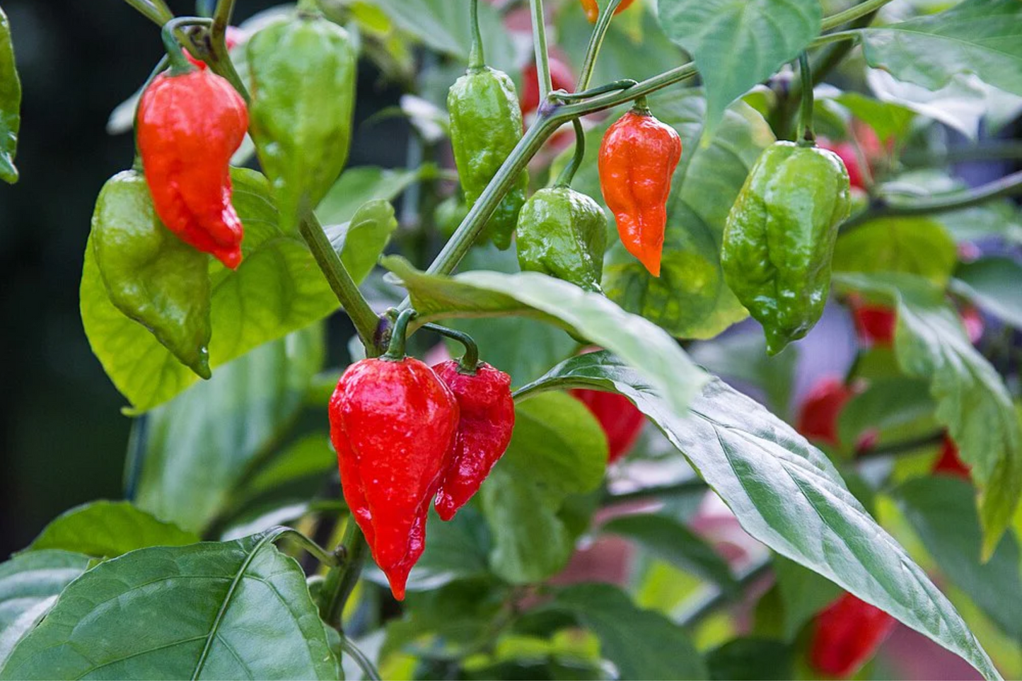 Red Ghost Pepper Starter Plants - Super Hot Chili - Bhut Jolokia - Fiery Peppers for Garden & Containers