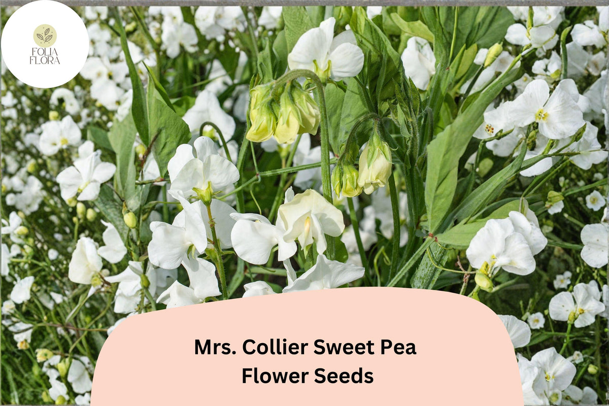 Sweet Pea Seeds - 50+ Mrs. Collier Cream Blooms - Lathyrus odoratus - Climbing Vine for Garden Planting