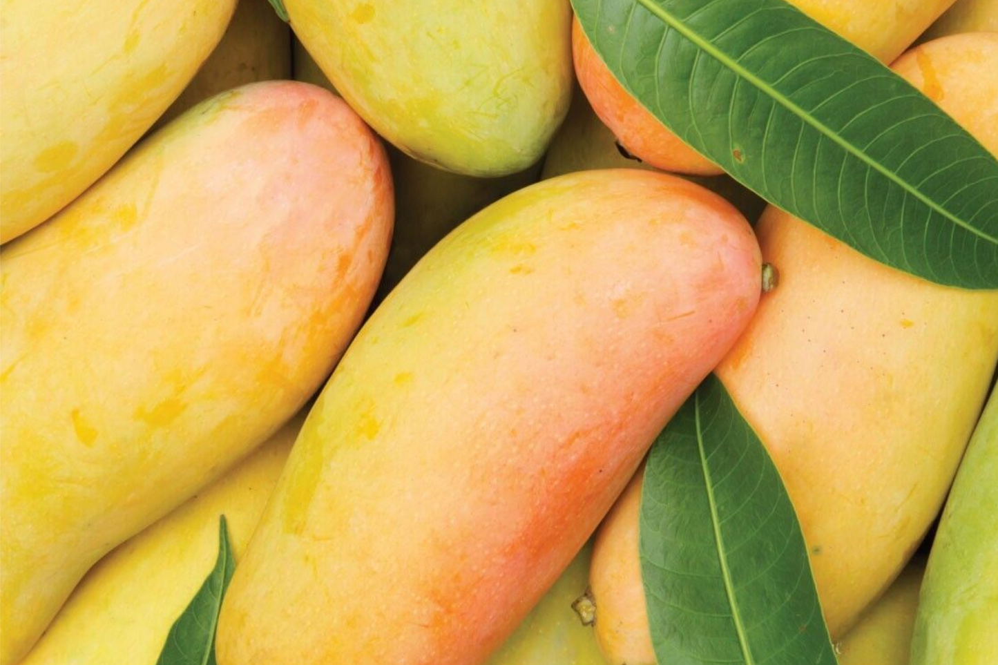 Grafted Mango Mahachanok Starter Plant Seedling – 3'-4' Tall Live Fruit Tree – Sweet, Tangy, Fiber-Free Mango for Garden or Patio