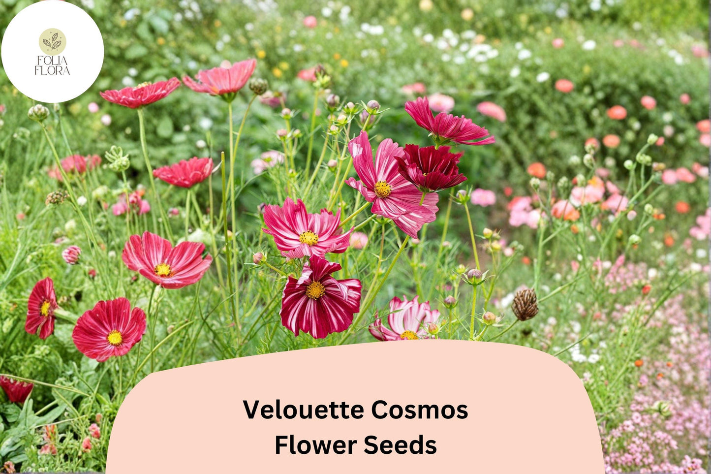 200+ Velouette Cosmos Seeds | Red & White Cosmos bipinnatus Annual Flowers for Garden