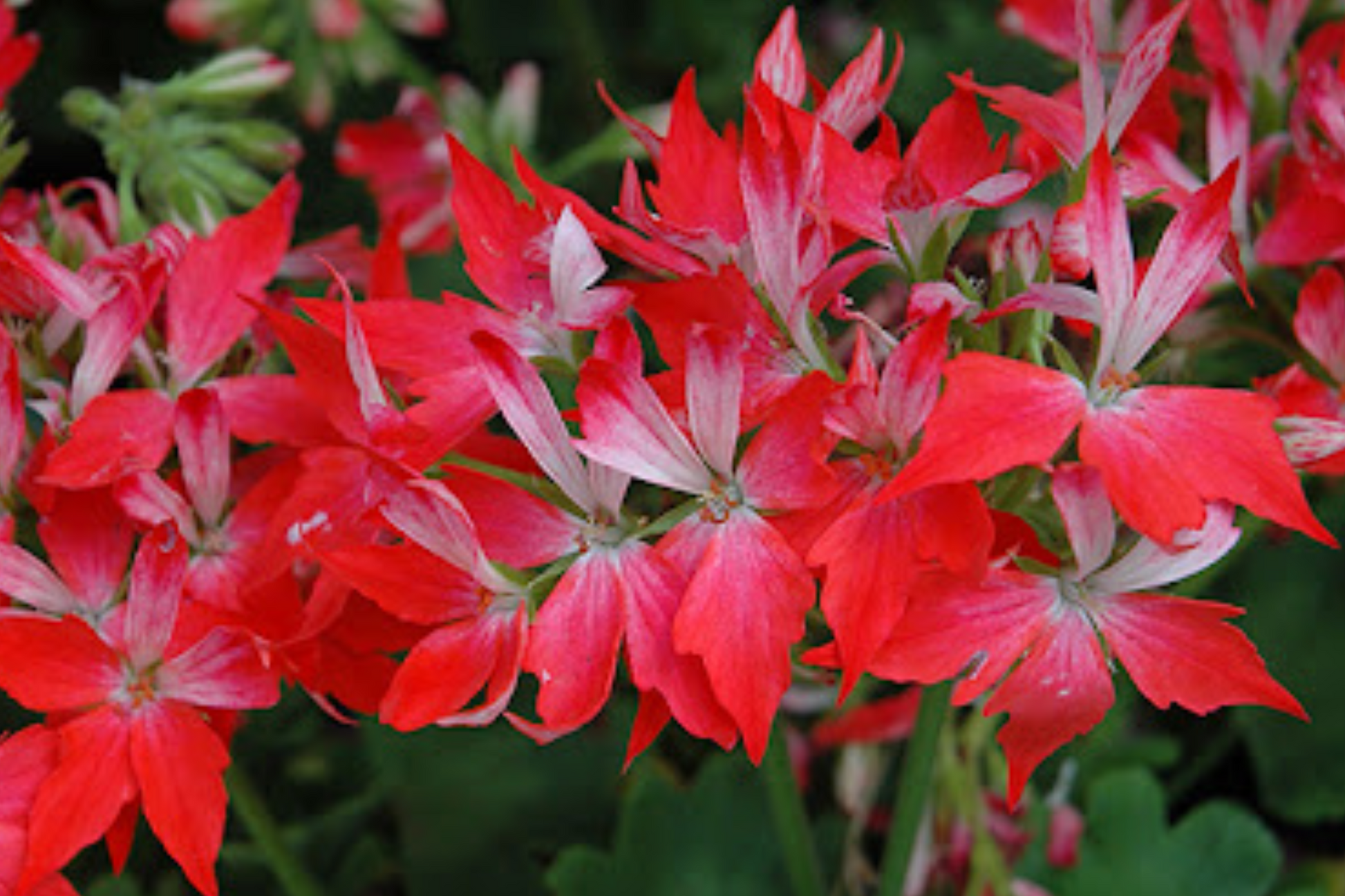 Geranium Pelargonium FIREWORKS Climbing Red Blooming Live Unrooted Cuttings – Perennial Flowering Plant