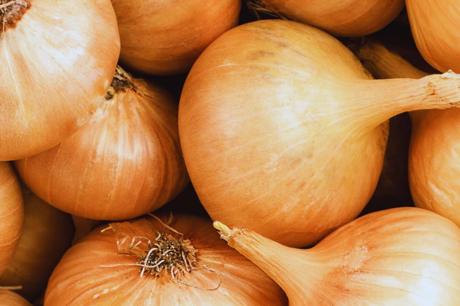 Texas Early Grano Sweet Onion Seeds | Non-GMO Heirloom Allium cepa Vegetable Seeds for Garden