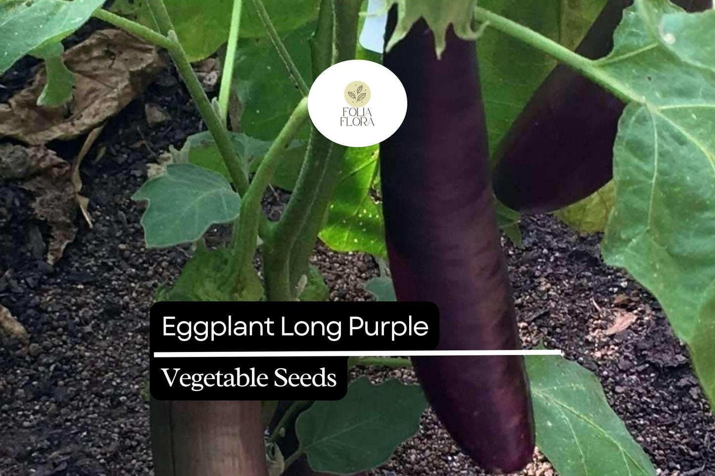 150 Long Purple Eggplant Seeds – Heirloom, High-Yielding, Mild & Tender Flavor