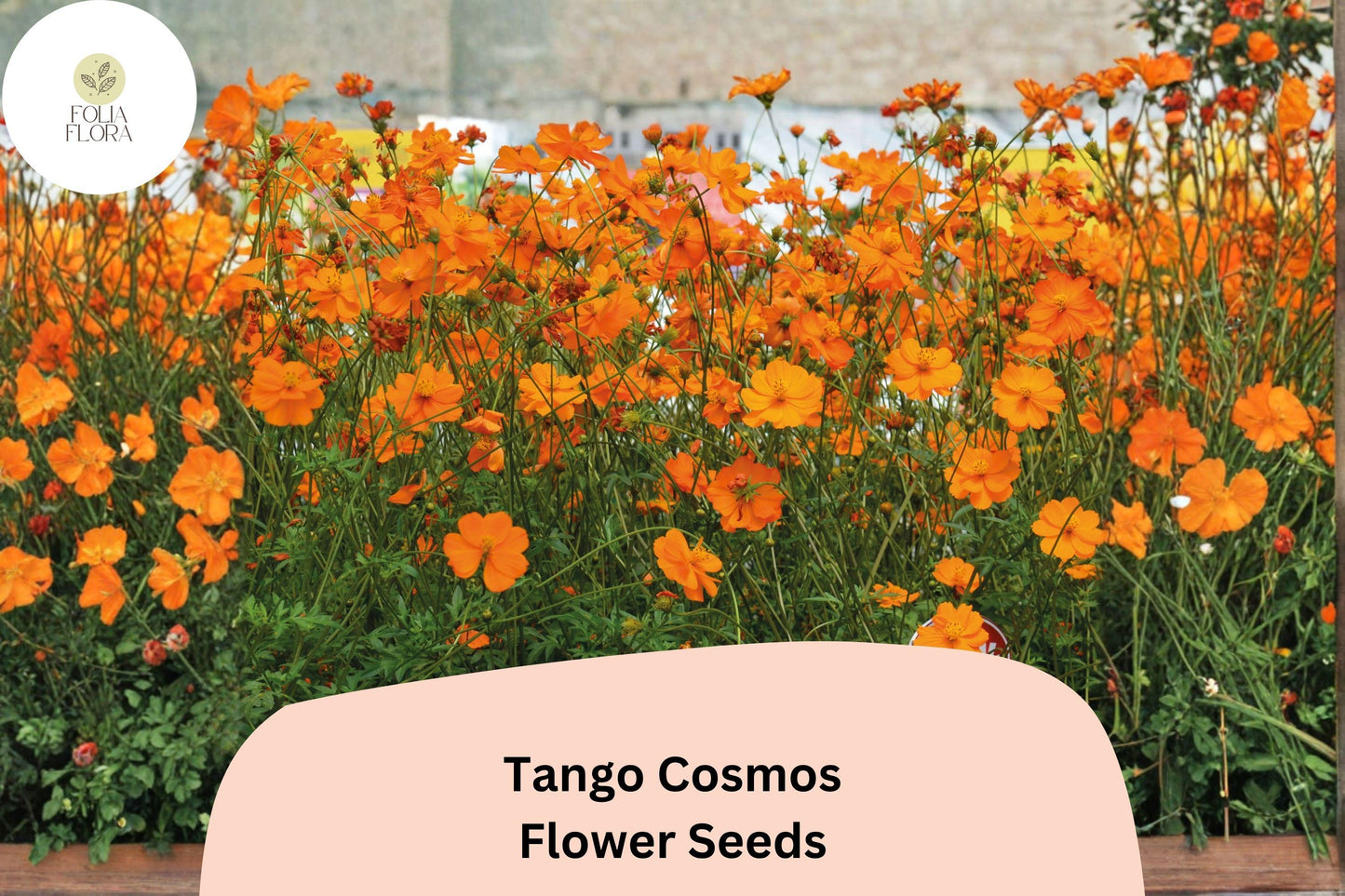 200+ Tango Cosmos Seeds | Bright Orange Cosmos sulphureus | Hardy Annual Flower Seeds for Sunny Gardens