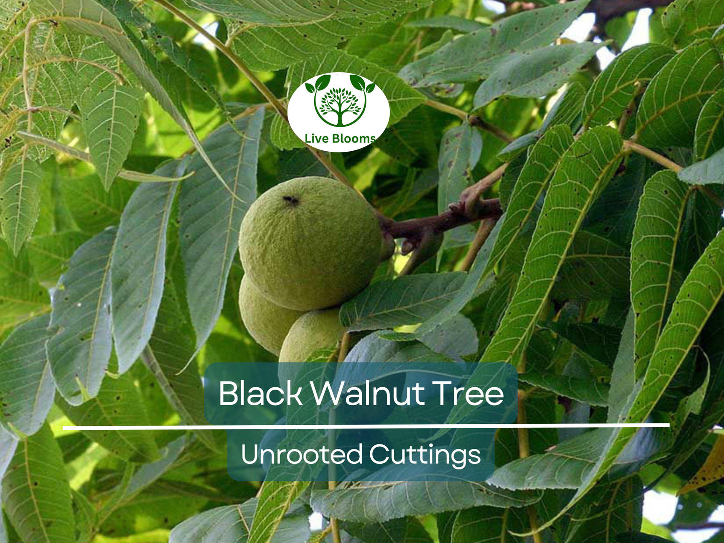 16 Black Walnut Tree Unrooted Cuttings - Juglans Nigra for Propagation, Edible Nuts & Wildlife Habitat