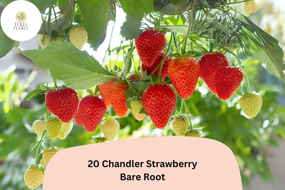 20 Chandler Strawberry Plants | Live Bare Root | June Bearing | Fragaria × ananassa | Hardy, NON-GMO, Red Berries