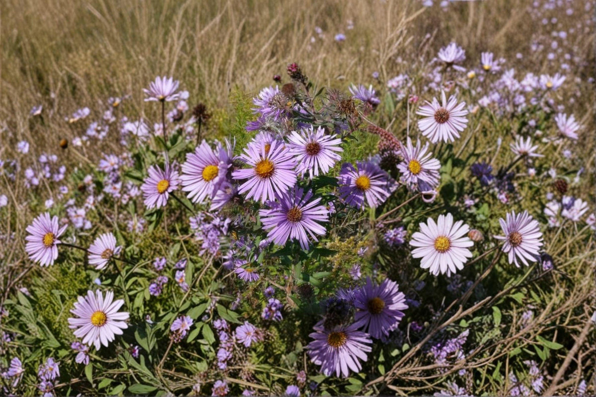 Sky Blue Aster Seeds | 100 Seeds | Native Wildflower for Pollinator Gardens | Symphyotrichum oolentangiense