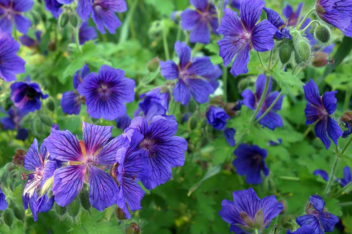 Ivy Geranium Cuttings - 8 Vibrant Colors for Rooting, Pelargonium peltatum, Trailing Flowering Plant, USA Grown